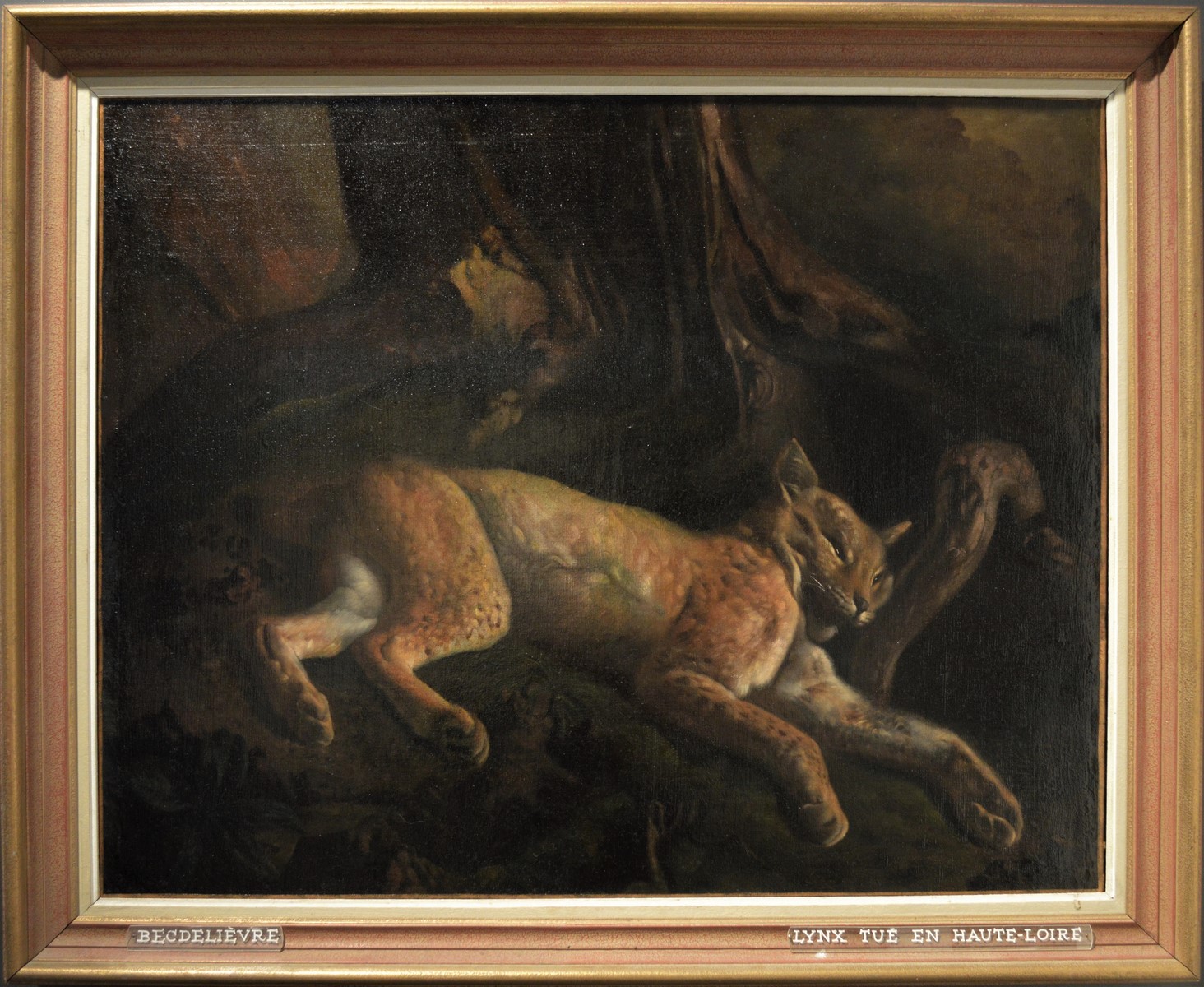 Lynx tué aux environs de Saint-Julien-Chapteuil, 1822